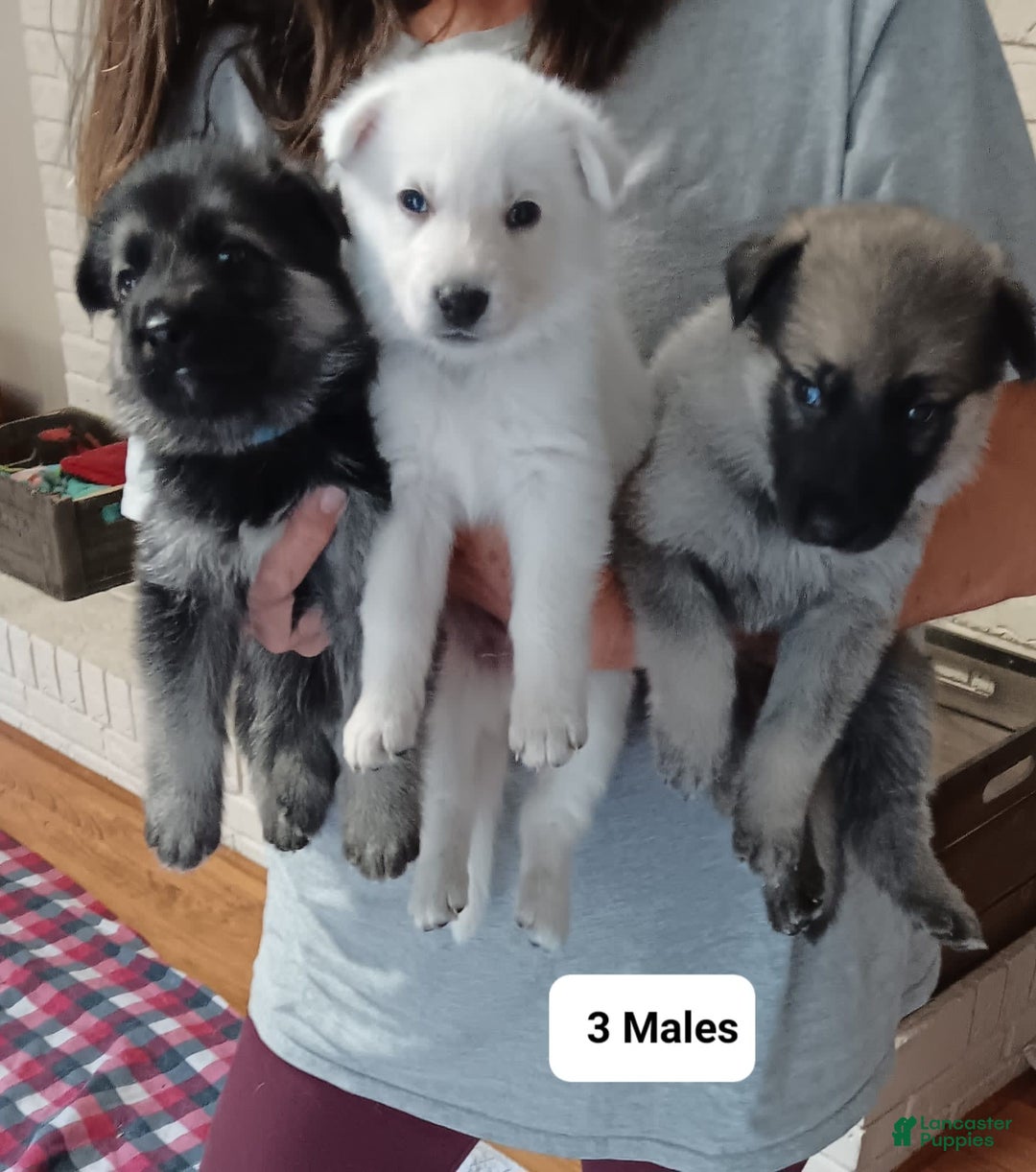 Gallery Image {{count}}