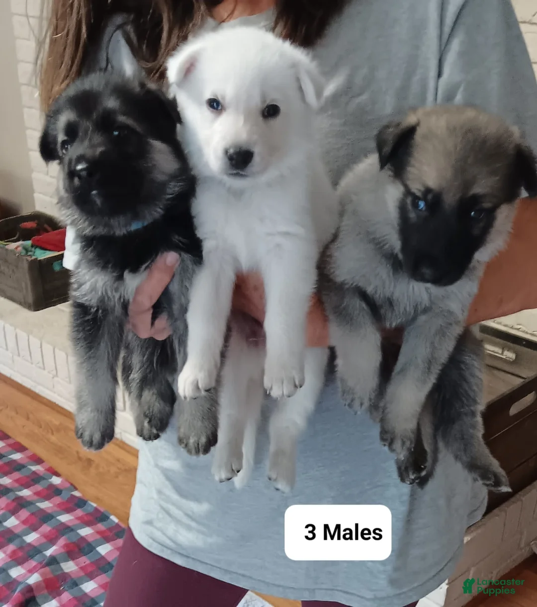 Gallery Image {{count}}