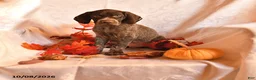 German Shorthaired Pointer dogs for sale: Able - Ad 1