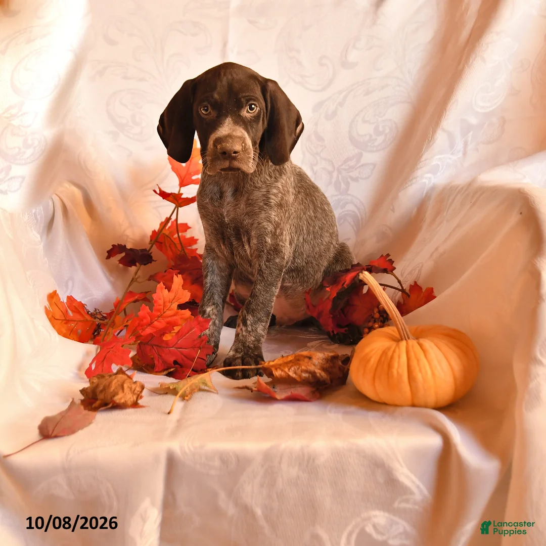 German Shorthaired Pointer dogs for sale: Able - Ad 1