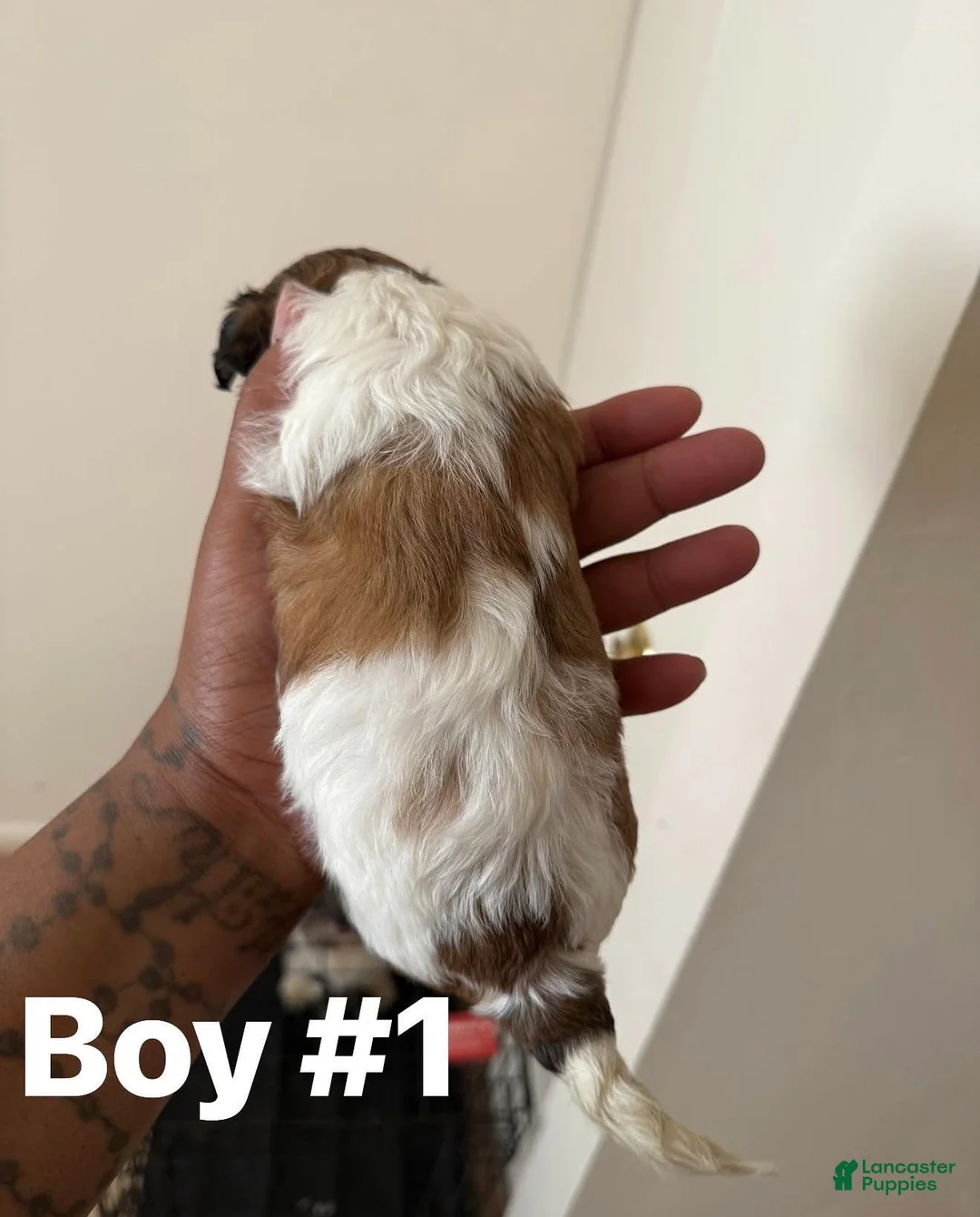 Shihpoo dogs for sale: Kewtie #1 - Ad 2