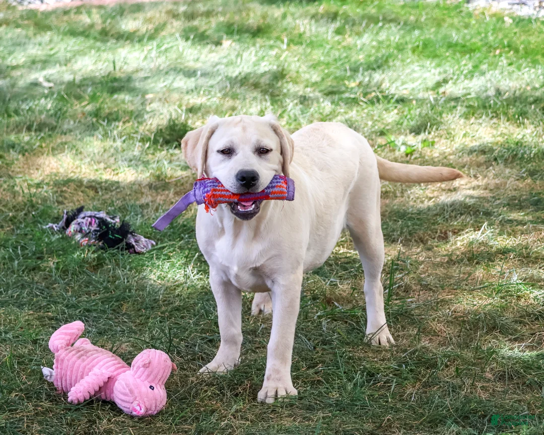 Labrador Retriever dogs for sale: Silvermist - Ad 1