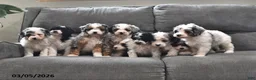 Mini Aussiedoodle dogs for sale: Stella - Ad 5