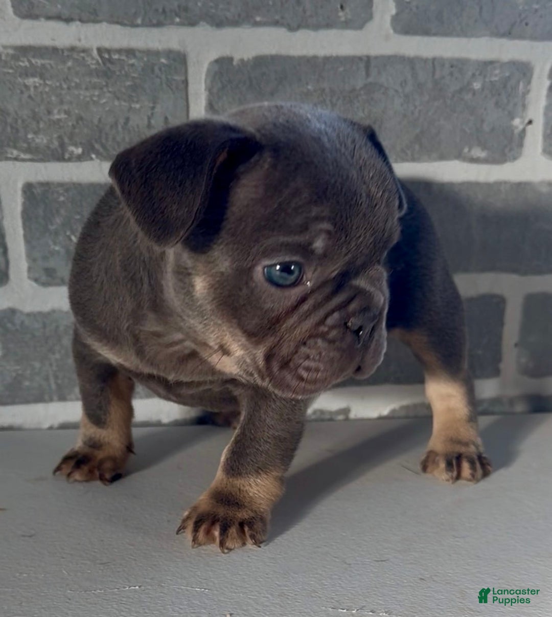 French Bulldog dogs for sale: Maizey - Ad 1