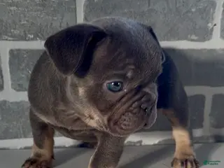 French Bulldog dogs Maizey - Ad 18