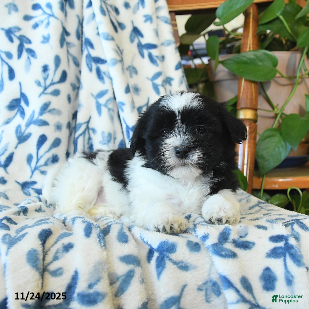 Havanese dogs for sale: Cookie - Ad 3