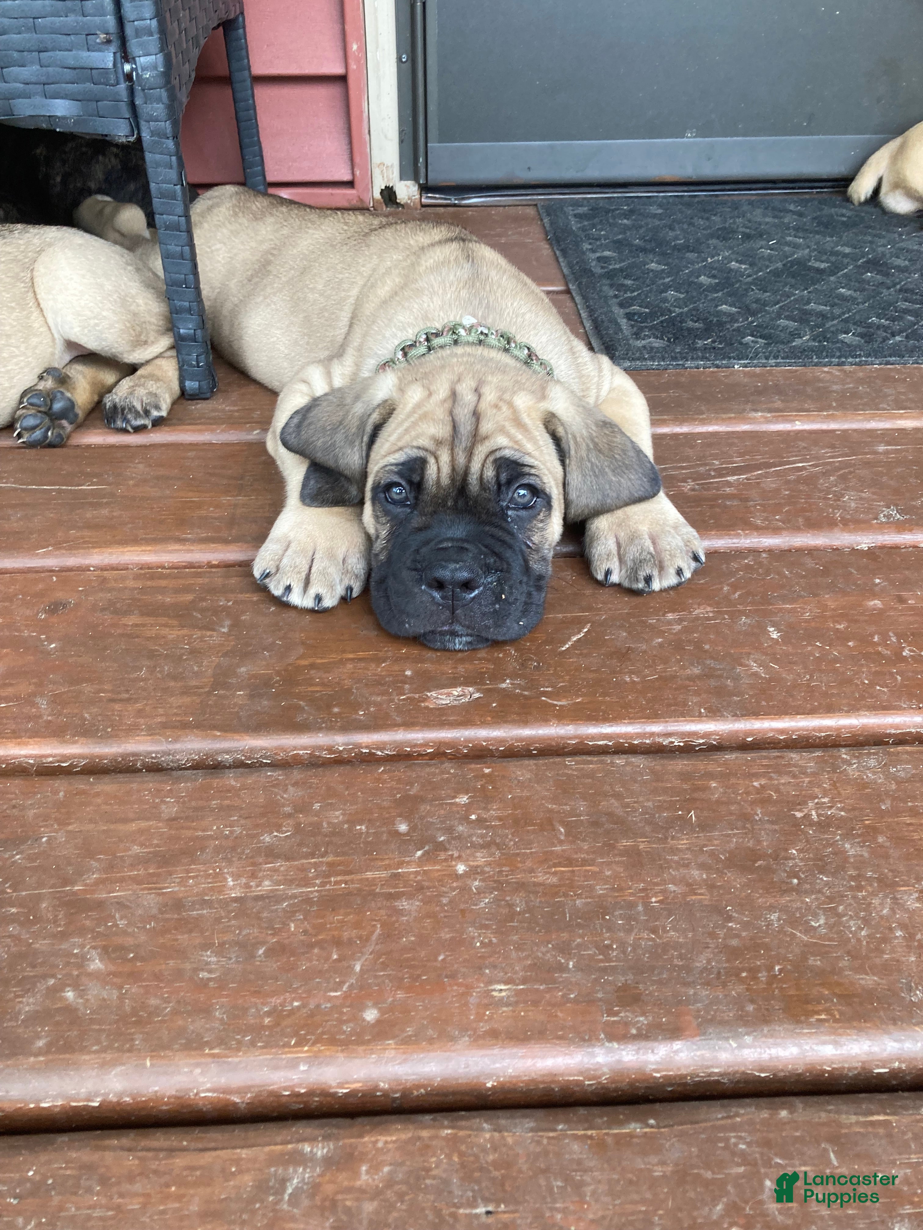 Cane Corso dogs Cane Corso 6 - Ad 2