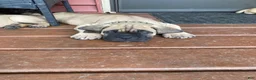Cane Corso dogs for sale: Cane Corso 6 - Ad 2