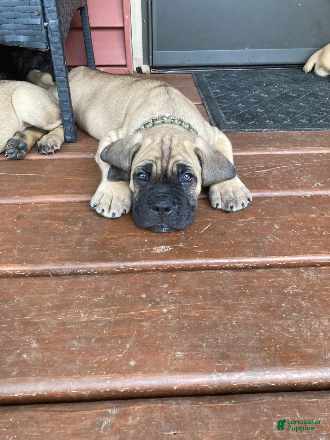Cane Corso dogs for sale: Cane Corso 6 - Ad 2