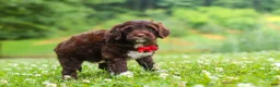 Portuguese Water Dog dogs for sale: Buddy - Ad 1