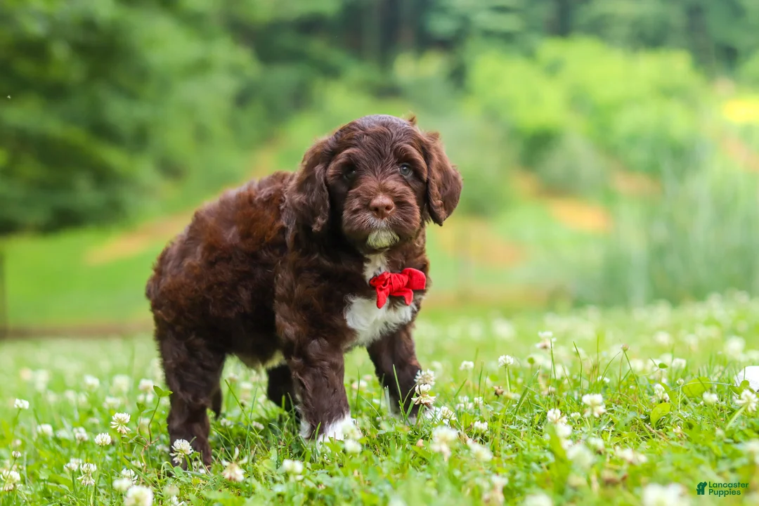 Portuguese Water Dog dogs for sale: Buddy - Ad 1