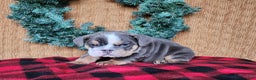 English Bulldog dogs for sale: Elliot - Ad 21