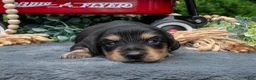 Miniature Dachshund dogs for sale: Chase - Ad 3