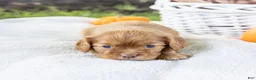 Cavalier King Charles Spaniel dogs for sale: Cinnamon - Ad 3