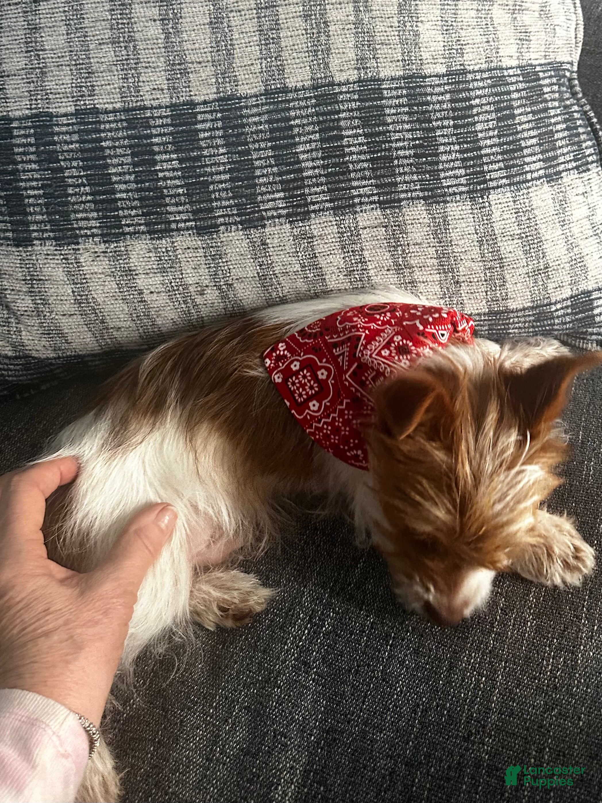 Yorkshire Terrier dogs AKC Cash - Ad 2