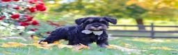Miniature Schnauzer dogs for sale: Johnny - Ad 4