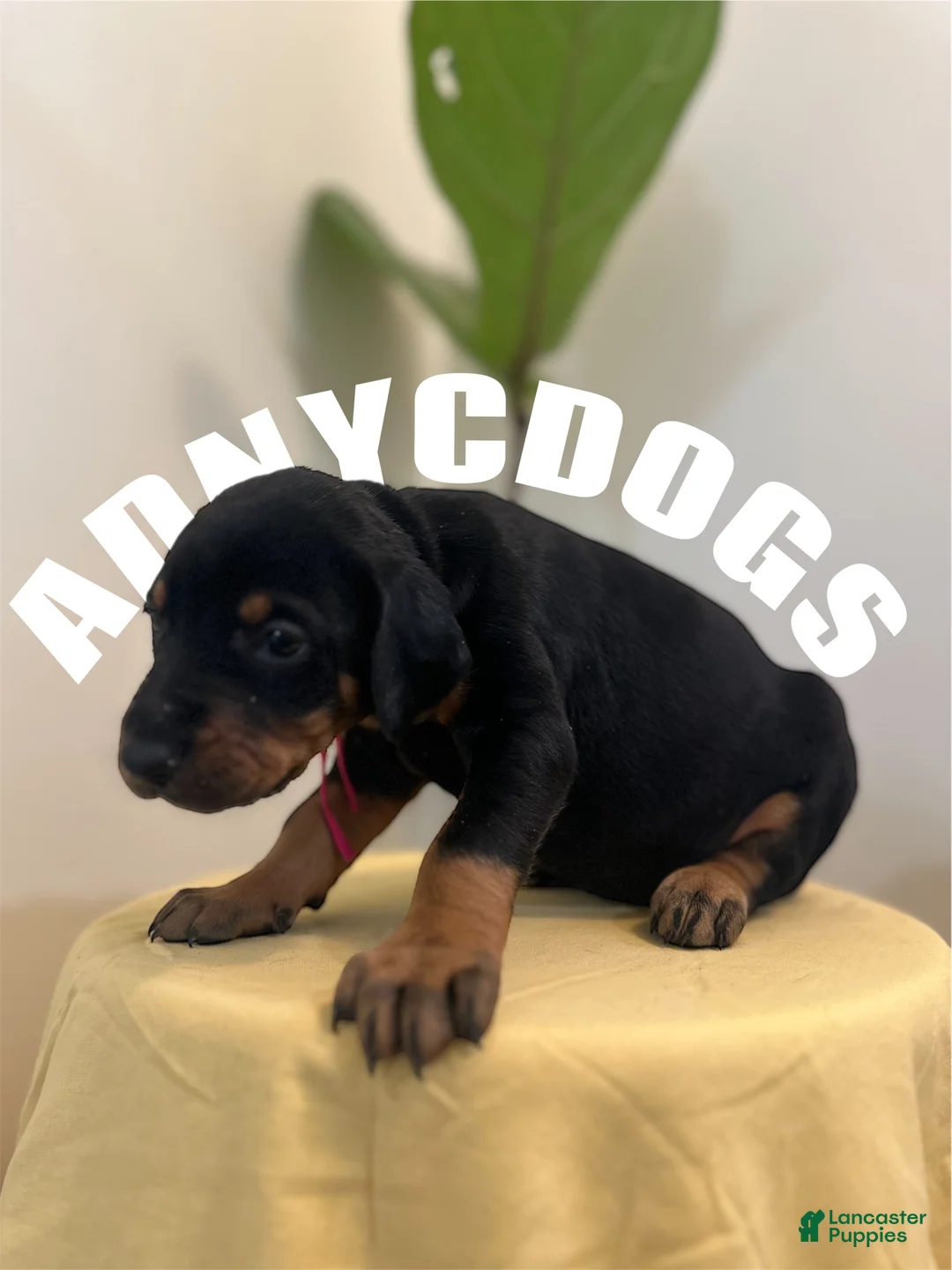 Doberman Pinscher dogs for sale: Doberman Pinscher (Male) - Ad 5
