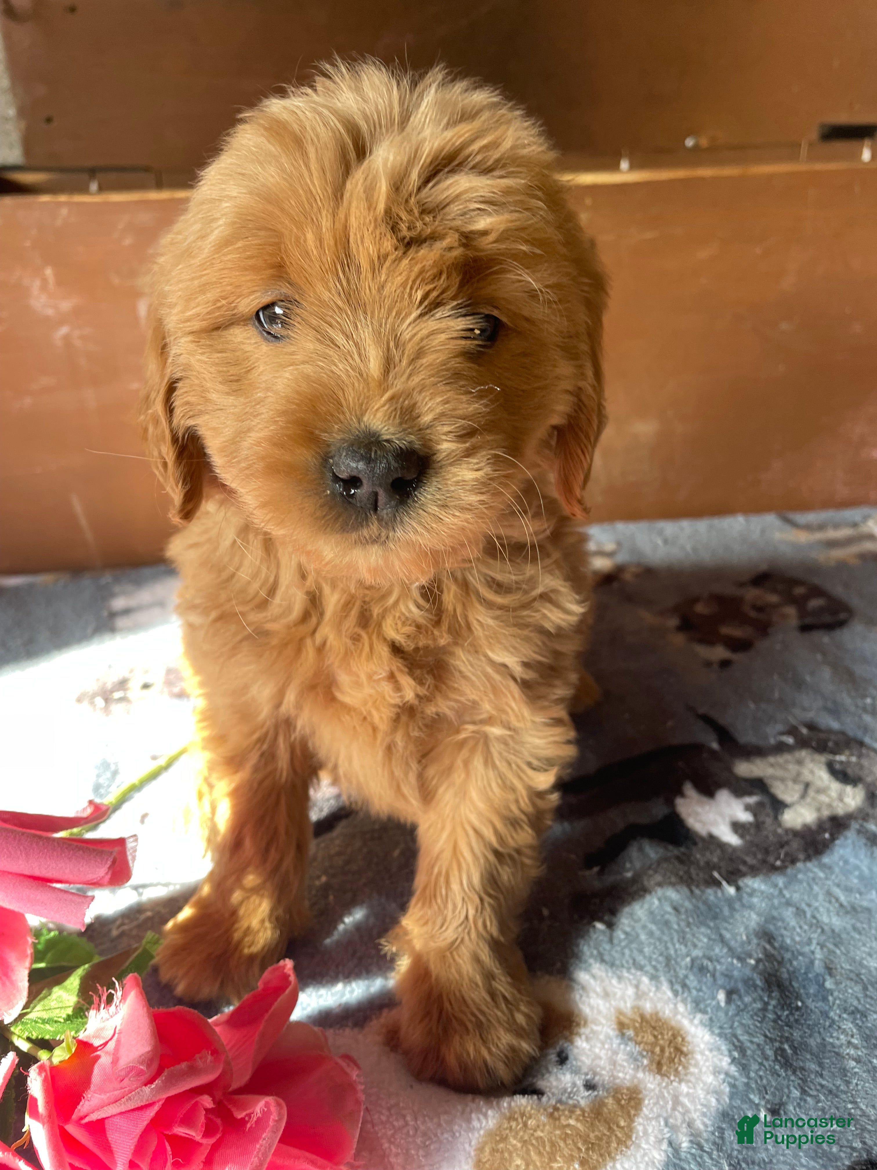 Mini Goldendoodle dogs Belle - Ad 15