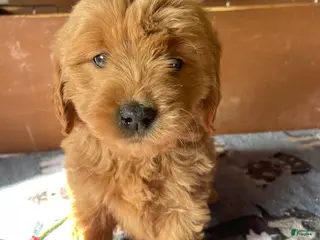 Mini Goldendoodle dogs Belle - Ad 38