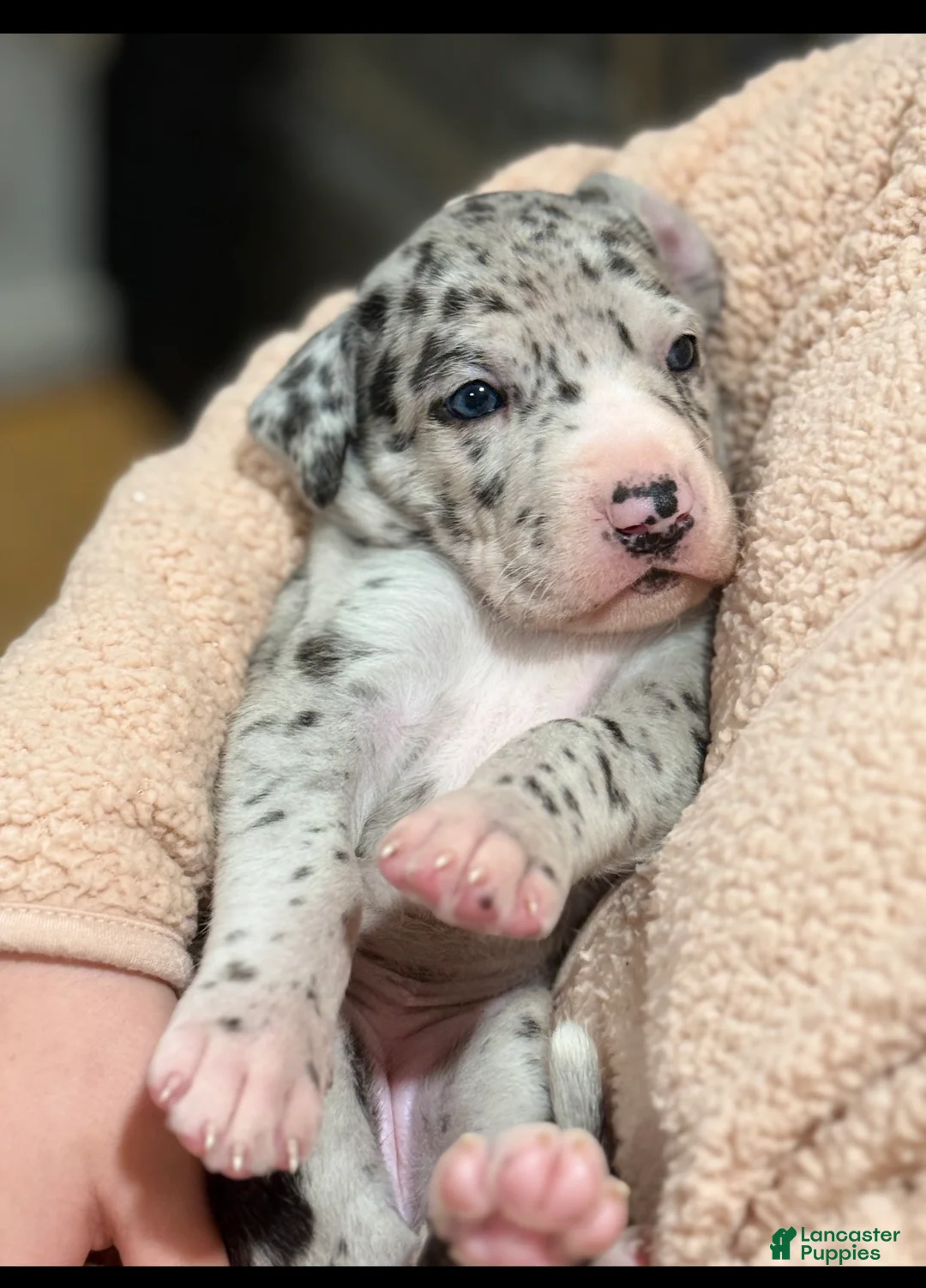 Great Dane dogs for sale: Angel - Ad 1