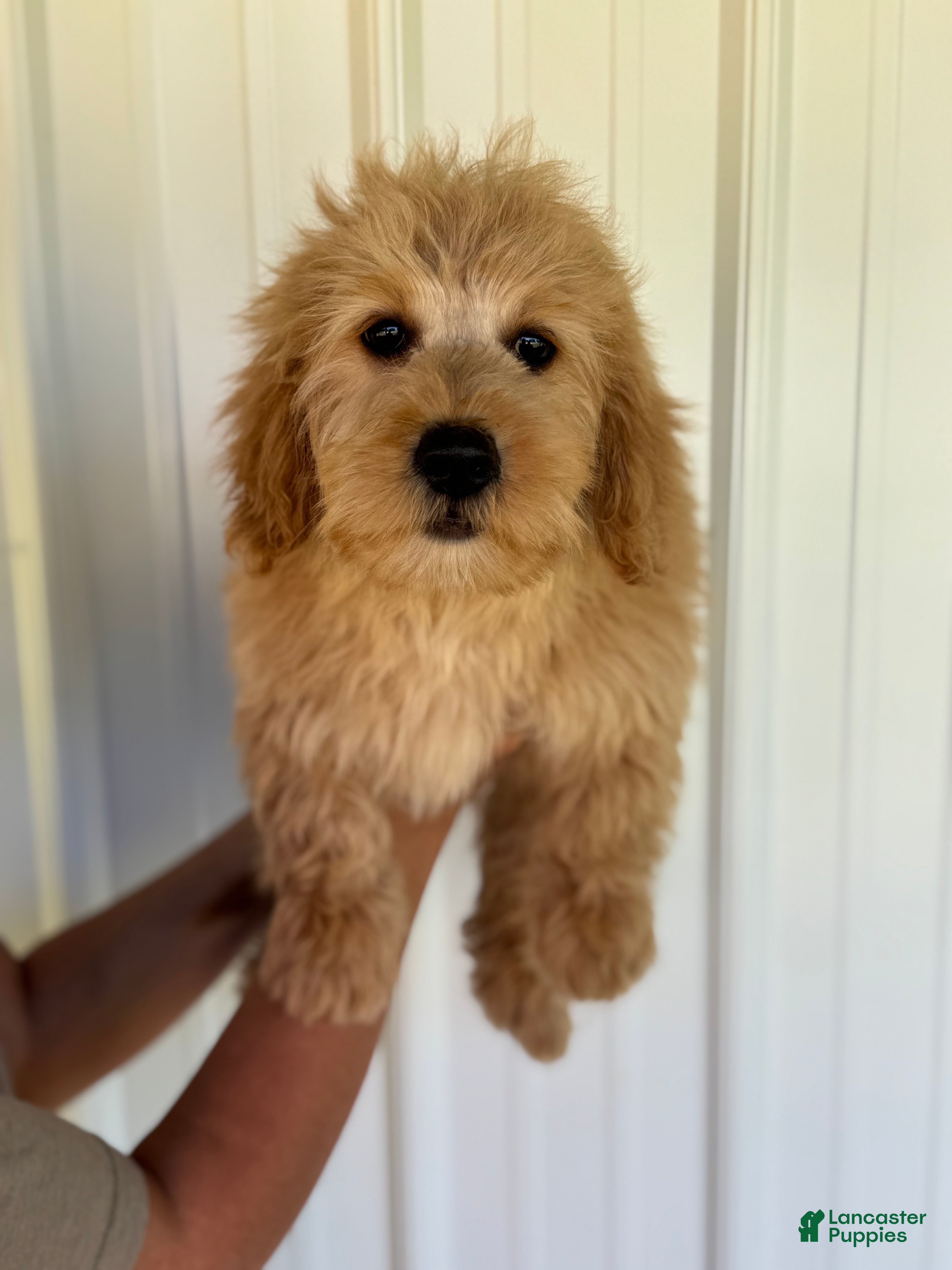 Mini Goldendoodle dogs Mini Goldendoodle Puppy 1 - Ad 1