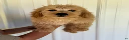 Mini Goldendoodle dogs for sale: Mini Goldendoodle Puppy 1 - Ad 1