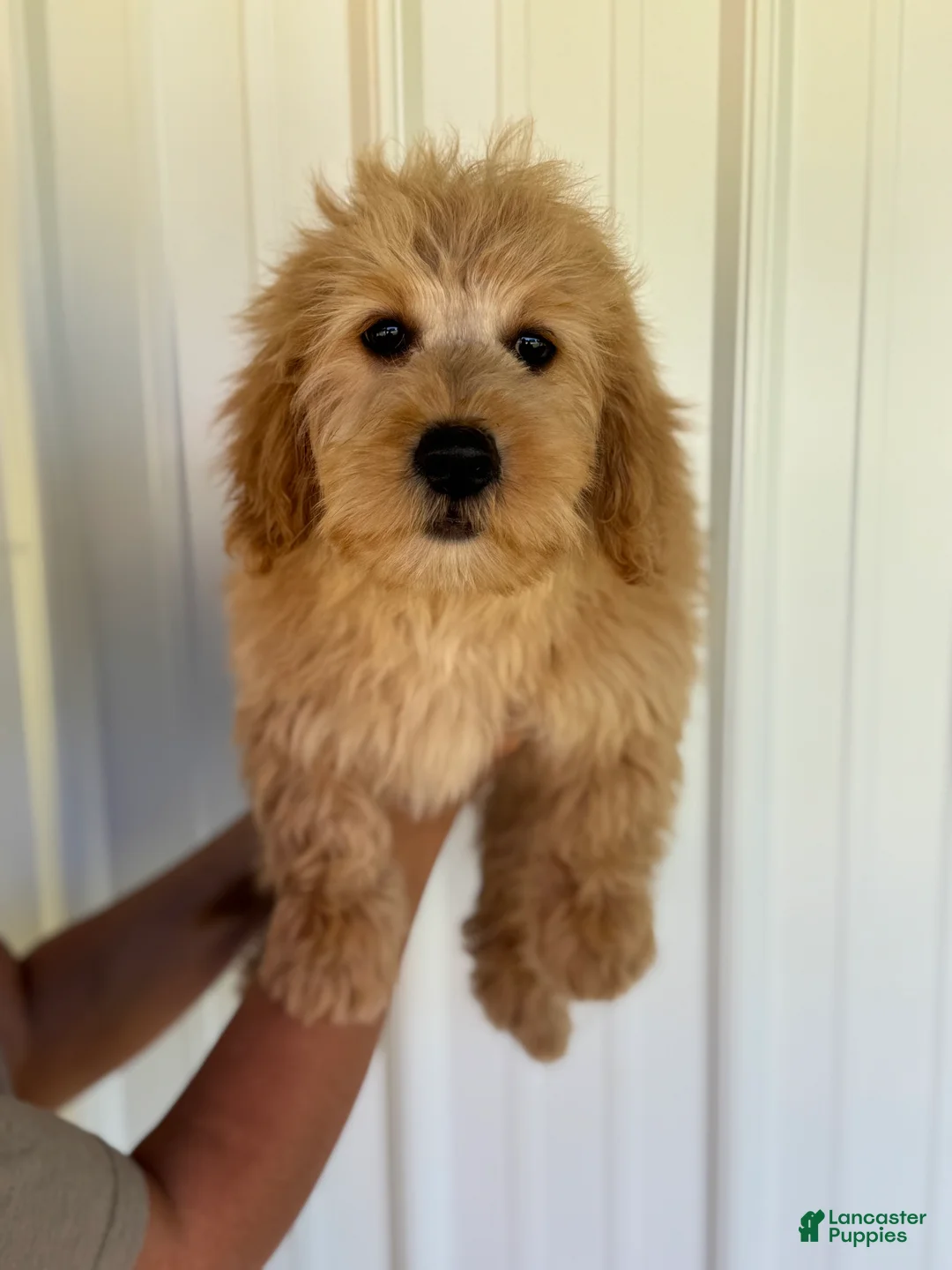 Mini Goldendoodle dogs for sale: Mini Goldendoodle Puppy 1 - Ad 1