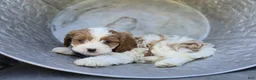 Cavapoo dogs for sale: Randy - Ad 5