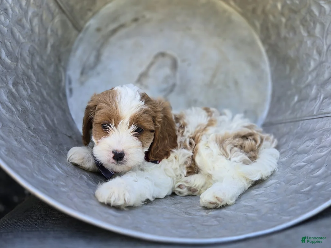 Cavapoo dogs for sale: Randy - Ad 5