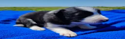 Border Collie dogs for sale: Denver - Ad 6