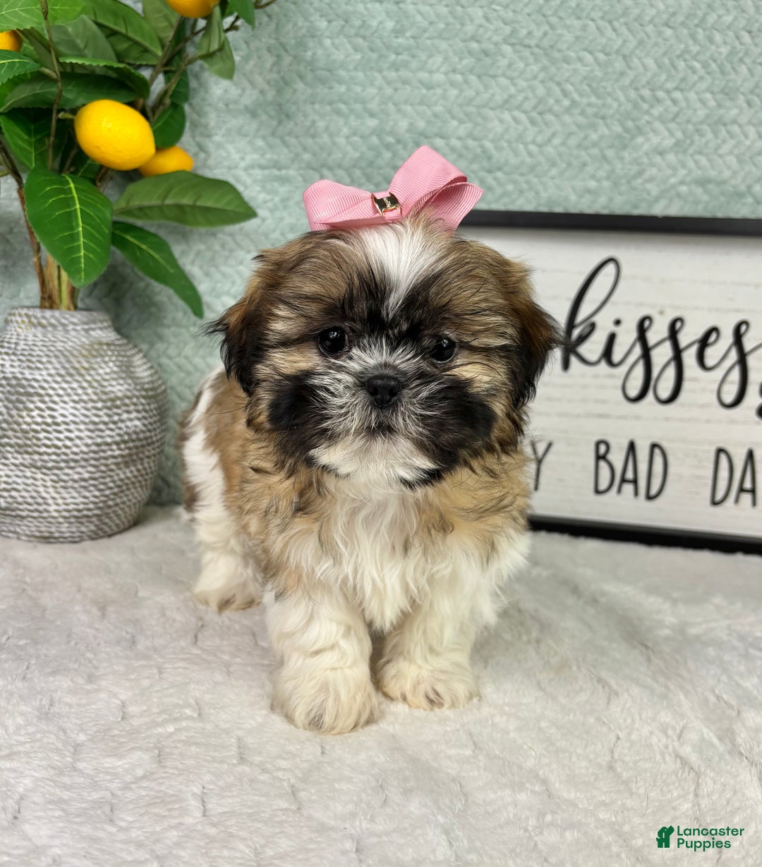 Shih Tzu dogs for sale: Sarah  - Ad 2