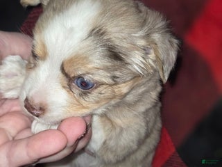 Chihuahua dogs - Ad 13