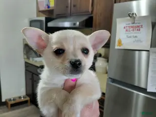 Chihuahua dogs Teddy t-cup - Ad 6