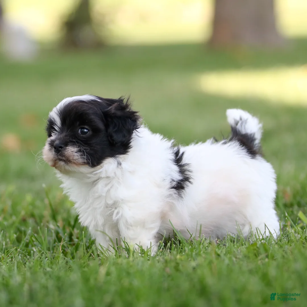 Teddy Bear dogs for sale: Rocky Teddy Bear Puppy - Ad 5