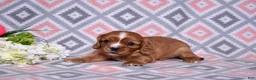 Cavalier King Charles Spaniel dogs for sale: Rocky - Ad 8