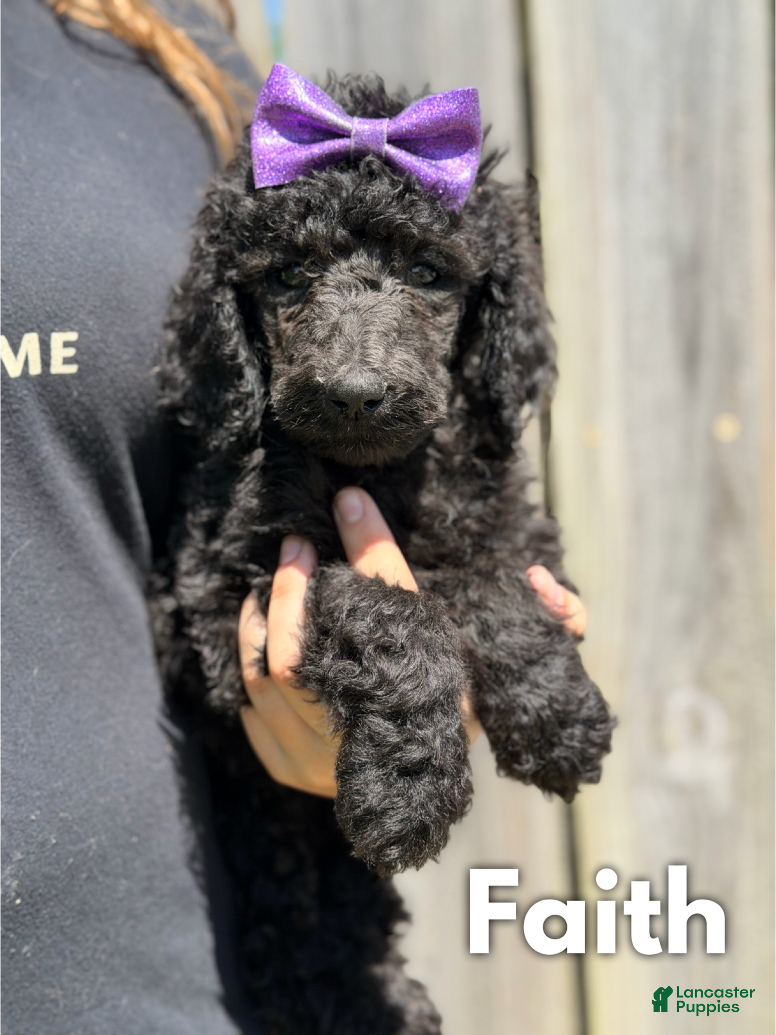 Standard Poodle dogs Faith - AKC - Ad 29