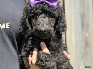 Standard Poodle dogs Faith - AKC - Ad 20