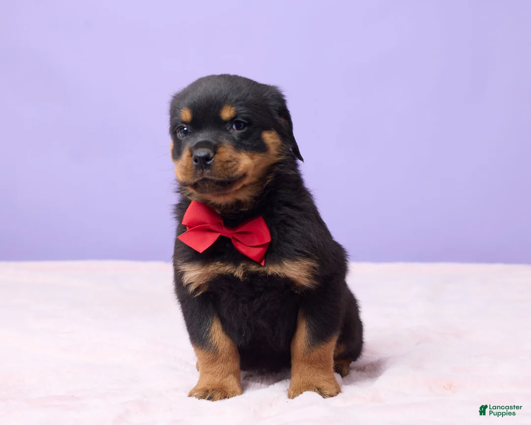 Rottweiler dogs for sale: Igor - Ad 1