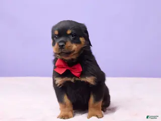 Rottweiler dogs Igor - Ad 19