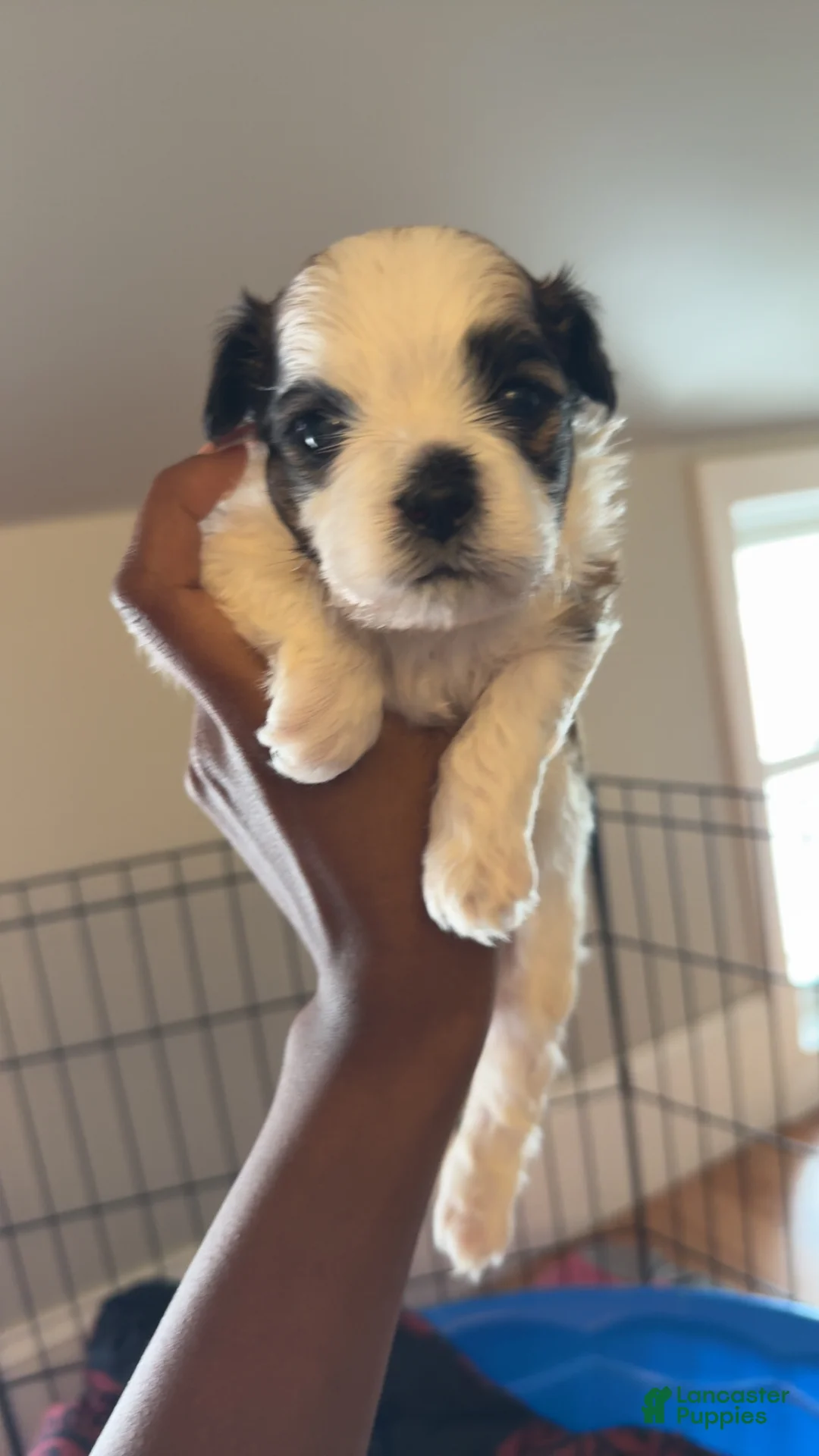 Teddy Bear dogs for sale: Russl - Ad 2