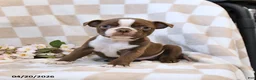 Boston Terrier dogs for sale: Bill - Ad 2
