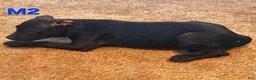 Mixed Breed dogs for sale: Male 2 - Ad 4
