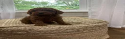 Mixed Breed dogs for sale: Snickers - Ad 4