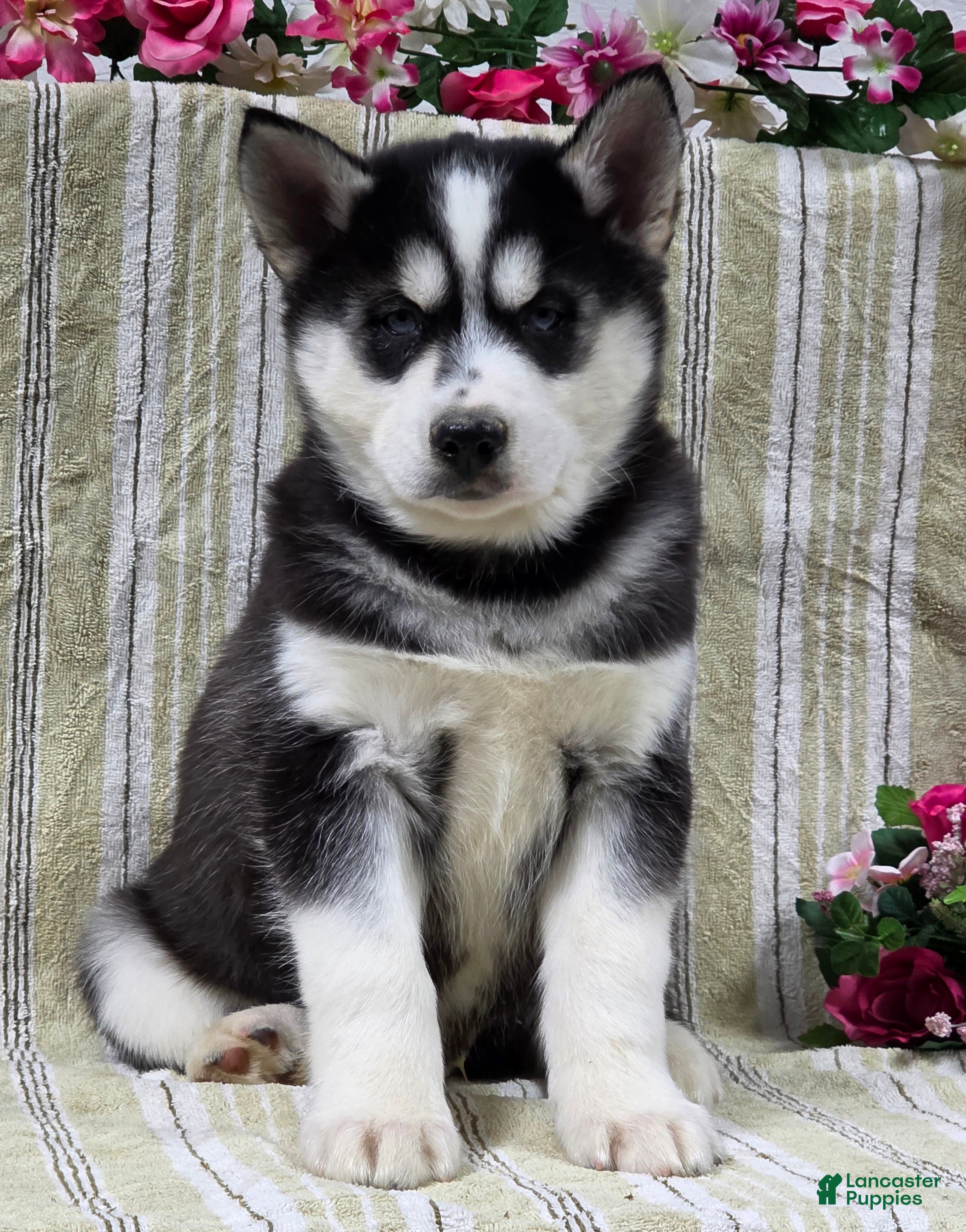Siberian Husky dogs Dillon - Ad 2