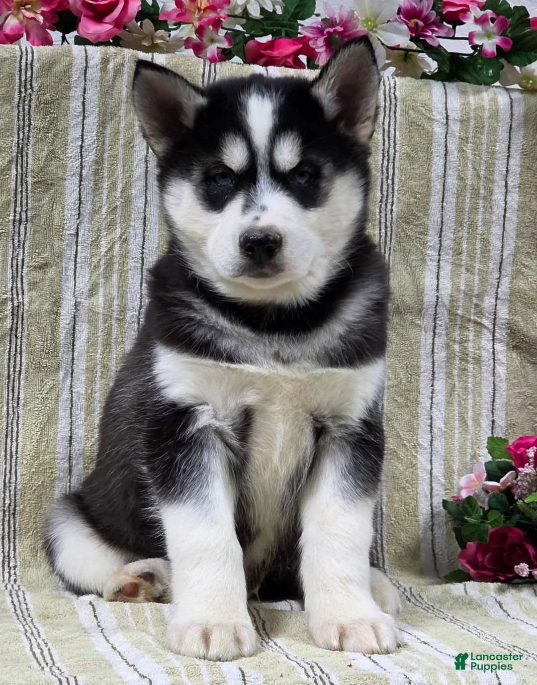 Siberian Husky dogs for sale: Dillon - Ad 2