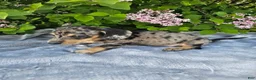 Dachshund dogs for sale: Prince - Ad 4