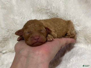 Toy Poodle dogs Lilac - Ad 13