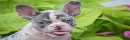 French Bulldog dogs for sale: Laura - Blue Eyed Merle!! - Ad 6