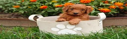 Goldendoodle dogs for sale: Nutmeg - Ad 4