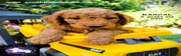 Goldendoodle dogs for sale: Rascal - Ad 2